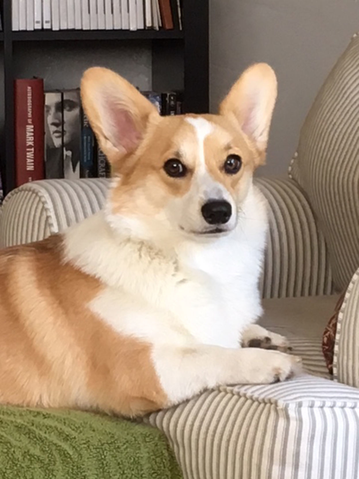 Pic of the Litter: Ruby